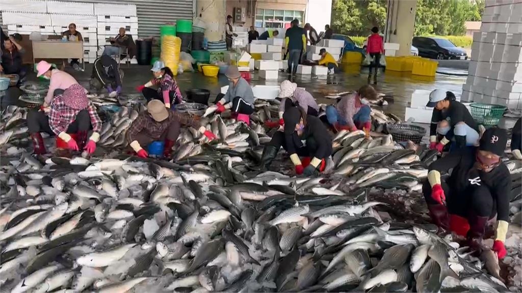 獨／烏魚季即將到來！　茄萣金鑾宮「烏魚公籤」諭示今年豐收