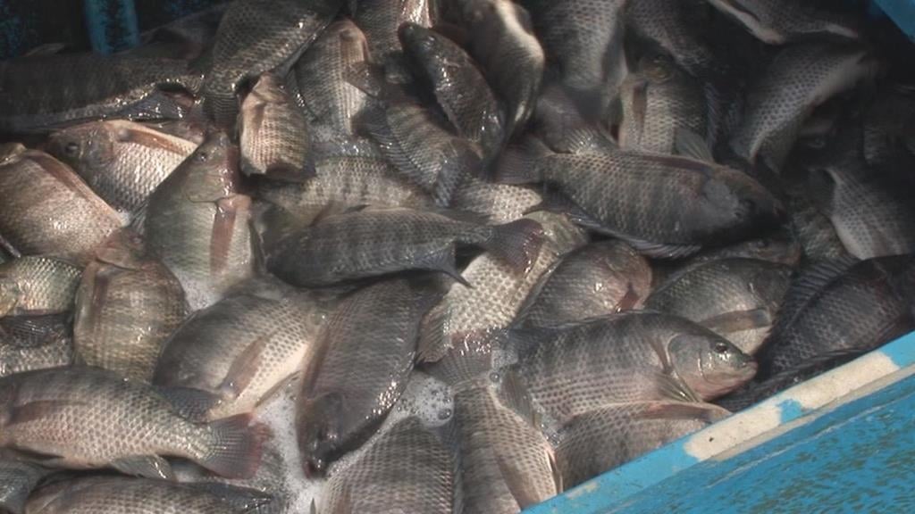 台灣鯛魚排「禁藥風波」真相掀牌！高市衛生局曝「出槌環節」全聯發聲了