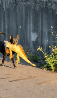 歐告大戰綠鬣蜥「10秒就KO」！叼戰利品雀躍狂奔畫面曝