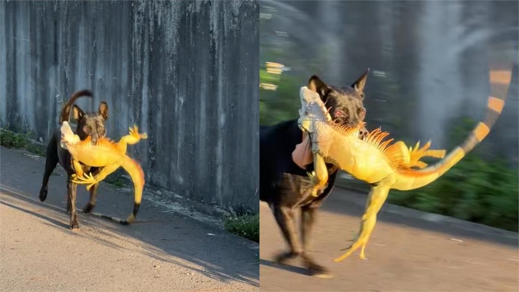 歐告大戰綠鬣蜥「10秒就KO」！叼戰利品雀躍狂奔畫面曝