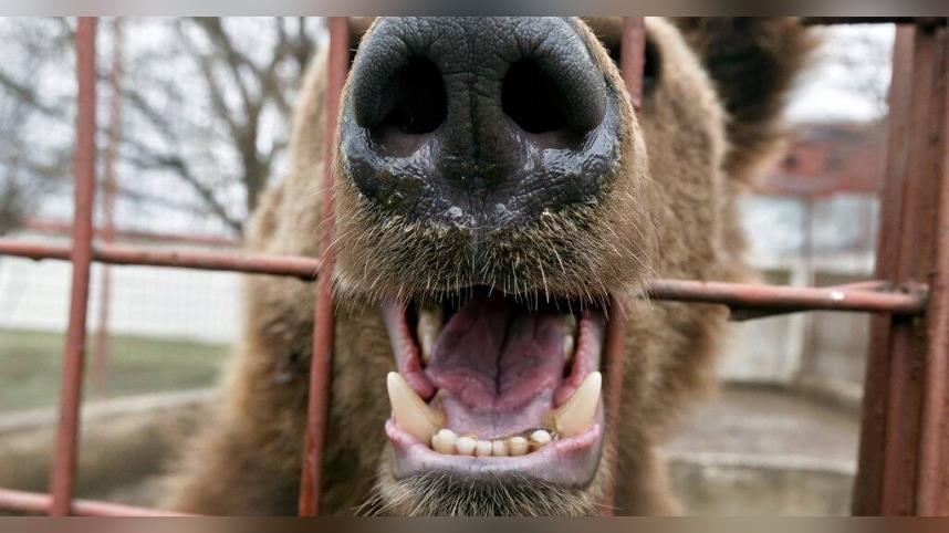 日本熊患擴大全國撲殺近6千頭！　日本人端出熊排應對危機