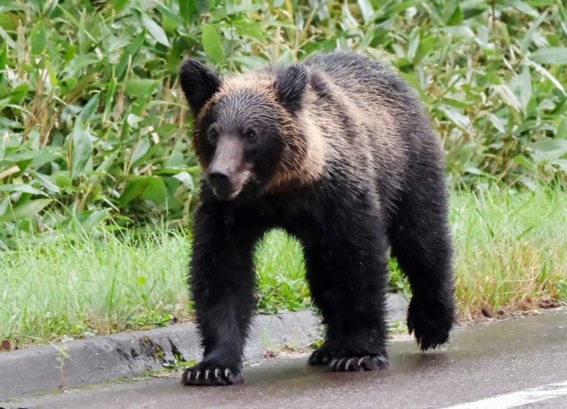 在處理野熊問題的同時，也有地方餐廳尋求轉型契機。北海道札幌一家法式餐廳便推出以熊肉製作的「熊排料理」。