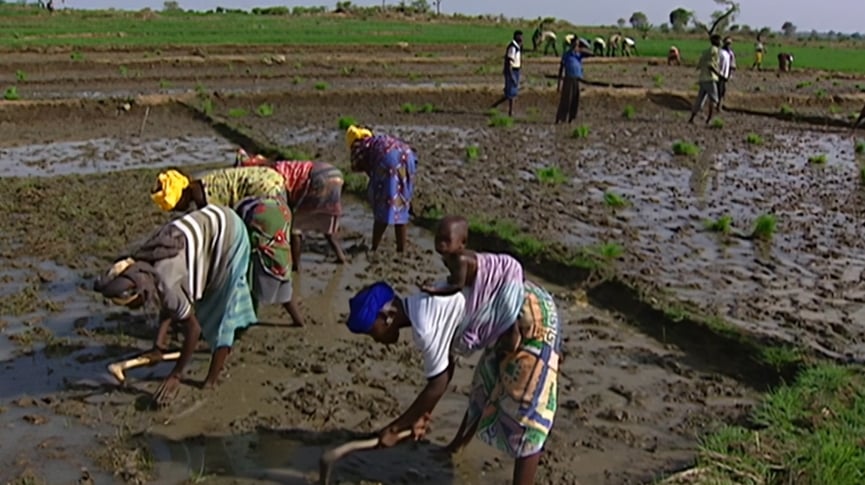 【Taiwan Can Help】結交幫誼不靠拳頭 台灣人在荒漠締「綠色奇蹟」