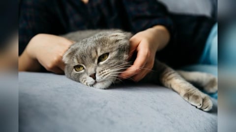 冷血！北市女子提貓屍袋倒垃圾　惡臭薰人一查發現12隻貓疑遭虐死