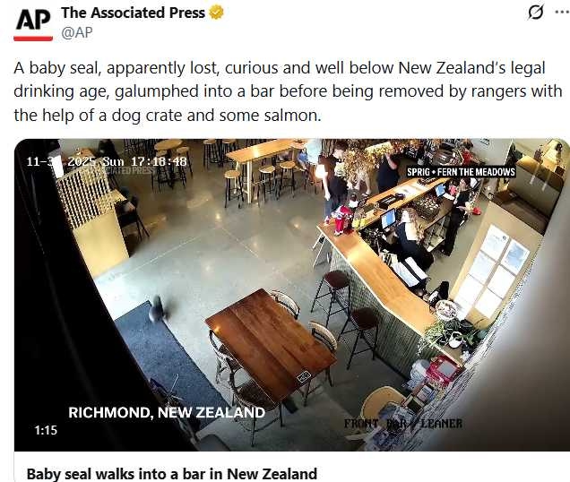 保育人員將迷路小海豹送往兔子島野放,確保牠回歸安全棲地。(圖/翻攝自X,@AP)