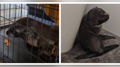 貪吃小海豹誤闖酒吧!躲馬桶旁表情無辜引熱議 鮭魚披薩成「官方認證」陷阱