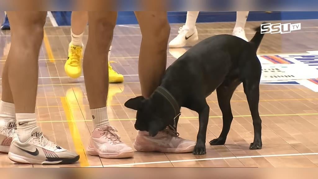 籃球(影)／可愛黑狗「大頭」闖入UBA球賽成焦點　意外揭露「辛酸受虐故事」盼領養