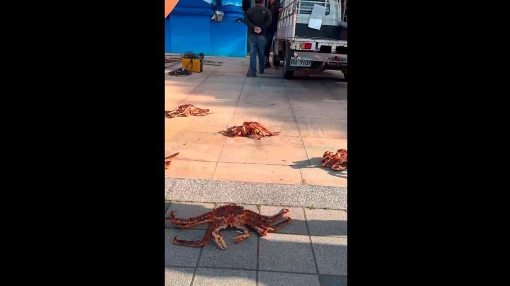 成群帝王蟹趴趴走！　民眾巧遇PO網問：剛有海嘯嗎？