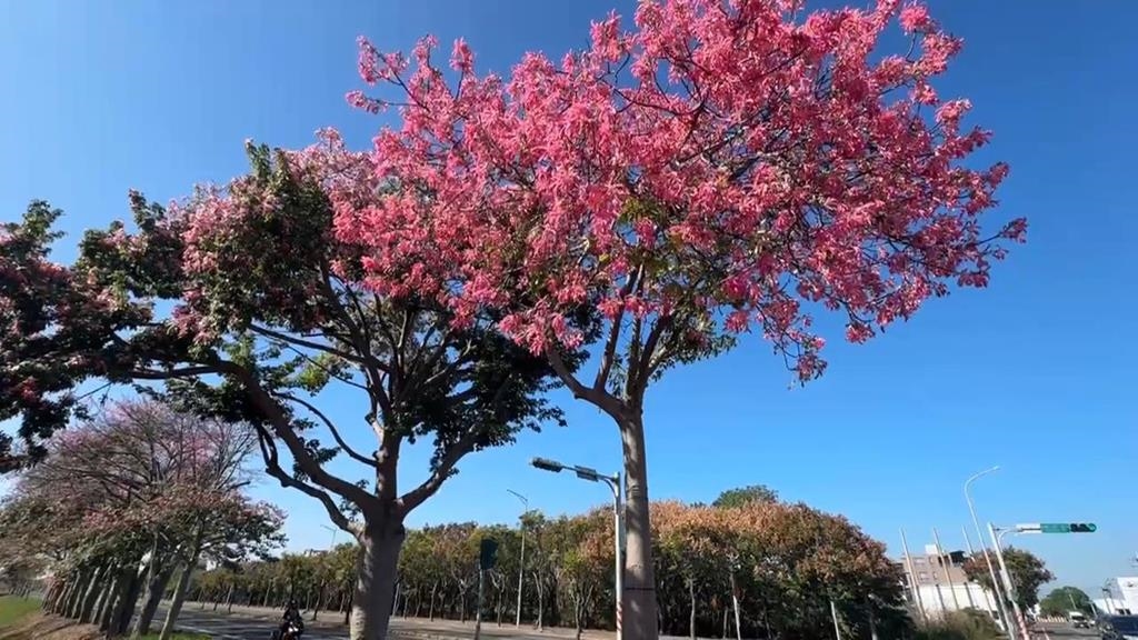 虎尾美人樹大綻放！　「綿延兩公里」遊客搶拍美照