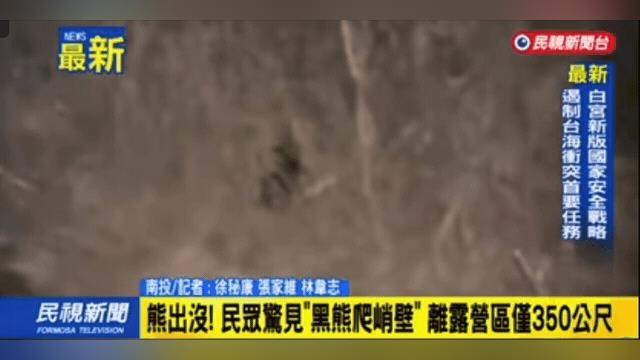 不只日本有「台灣露營區350公尺外」黑熊出沒！見人轉頭急走畫面流出