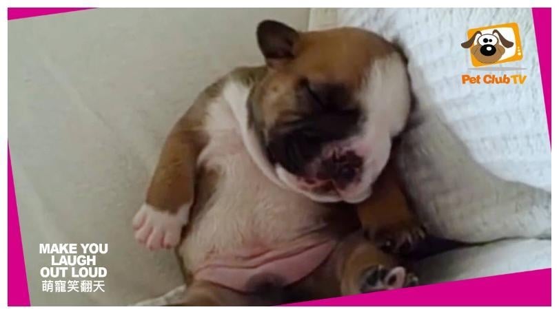 《萌寵笑翻天》十二月回歸　貓咪爆笑日常療癒年末心情