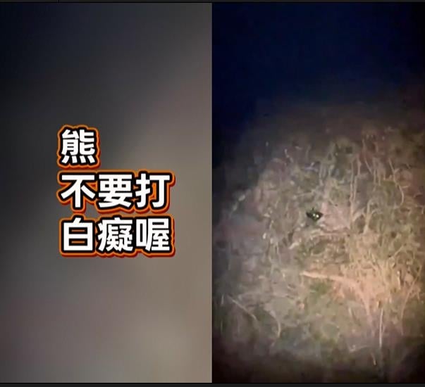 南投有熊出沒! 驚見"黑熊爬峭壁"離露營區僅350公尺