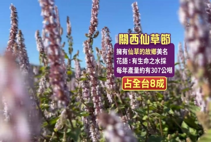 新竹關西仙草節登場 現場「大片紫色花海」超夢幻