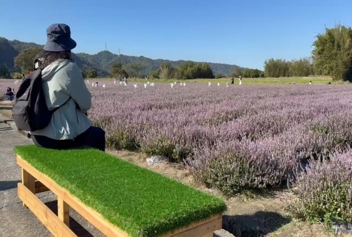 新竹關西仙草節登場 現場「大片紫色花海」超夢幻
