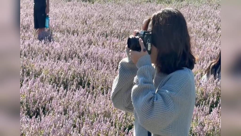 新竹關西仙草節登場　現場「大片紫色花海」超夢幻
