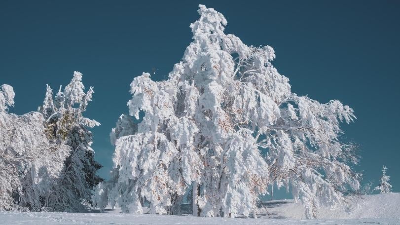 一連15天「大雪」節氣　命理師：4生肖年底一飛衝天、悄悄奪局