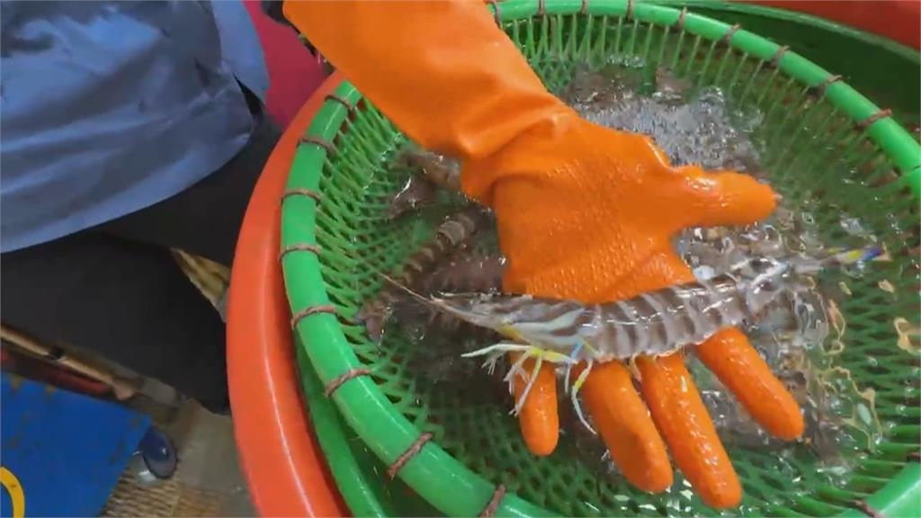 一斤400元斑節蝦東港代客料理! 民眾控"被掉包"出現小白蝦