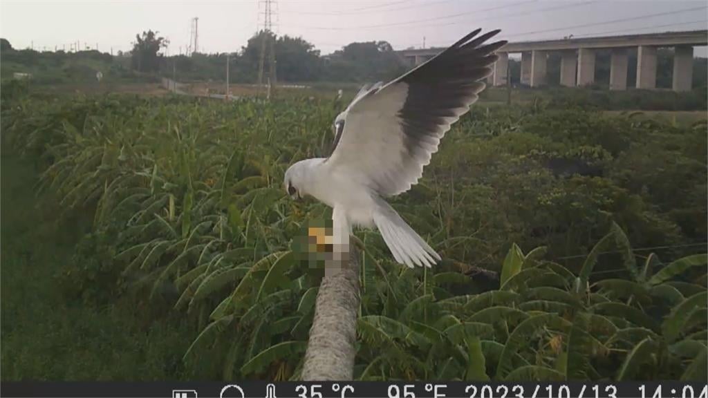 台南推動"猛禽棲架"防鼠害 守住農民心血
