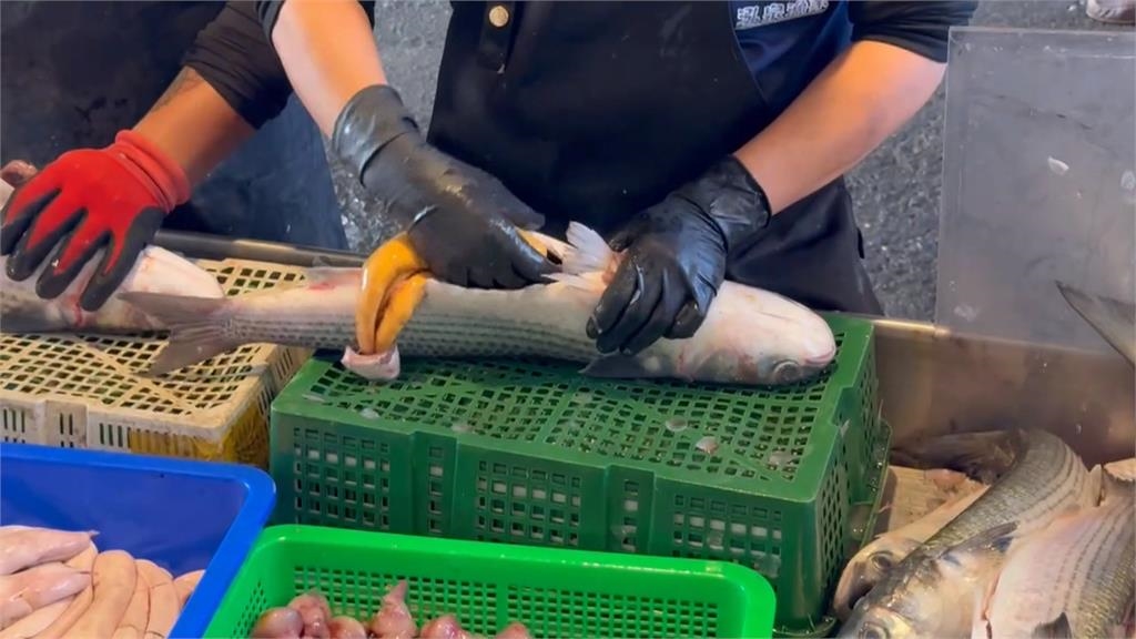 年終獎金入袋！ 彰化漁民東引抓逾千尾＂正頭烏＂