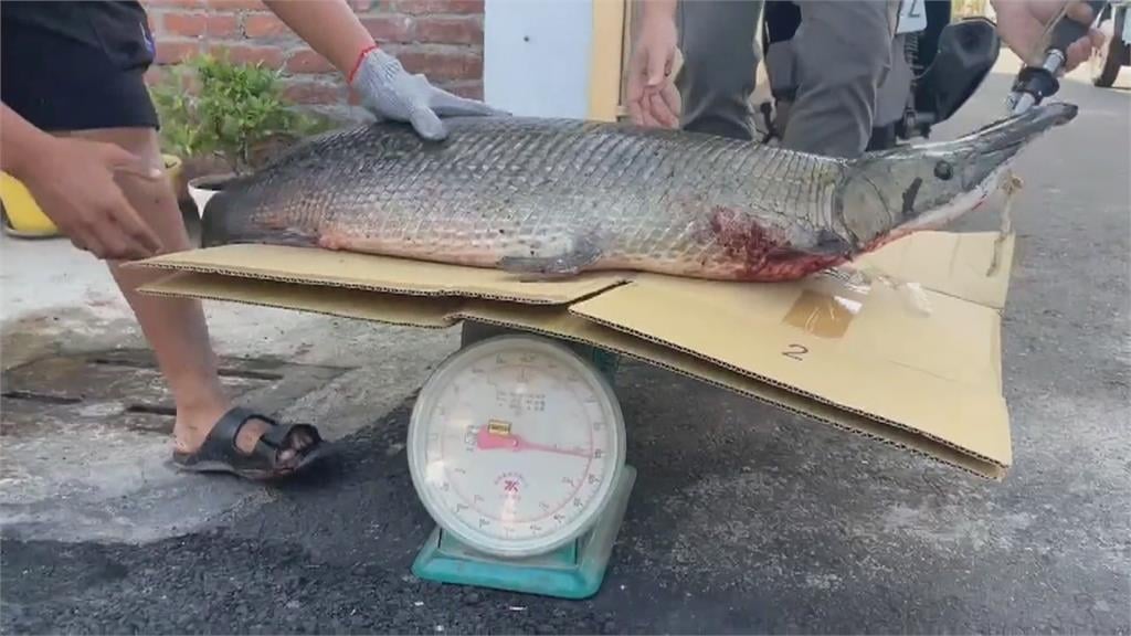 交給專業的! 鱷雀鱔橫行多日 釣客兩小時制伏