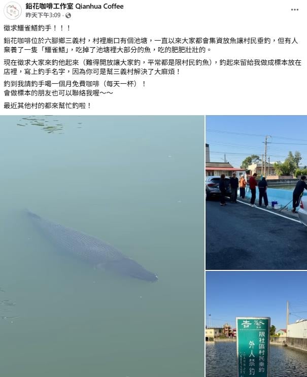 嘉義放生池現「鱷雀鱔」啃光魚群!店家祭「通緝令」:釣到請喝咖啡1個月