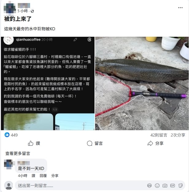 嘉義放生池現「鱷雀鱔」啃光魚群!店家祭「通緝令」:釣到請喝咖啡1個月