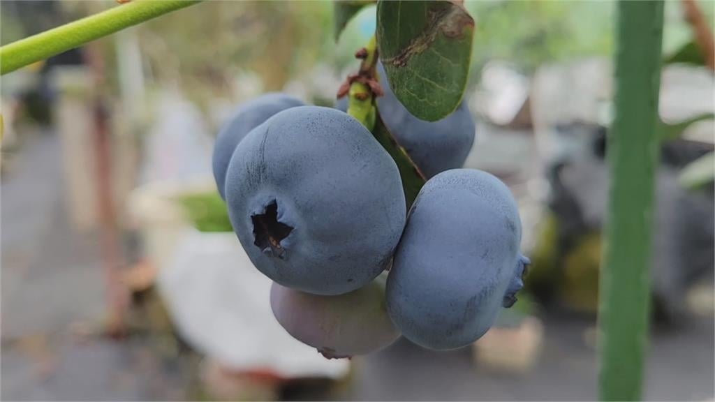 藍莓用鹽水、小蘇打泡恐讓農藥滲入！醫曝：洗藍莓「2步驟」勝過浸泡