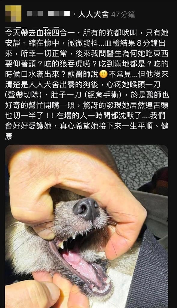 米可白639字怒斥苗栗虐犬案!痛批「割聲帶竟不算虐待」:制度破洞