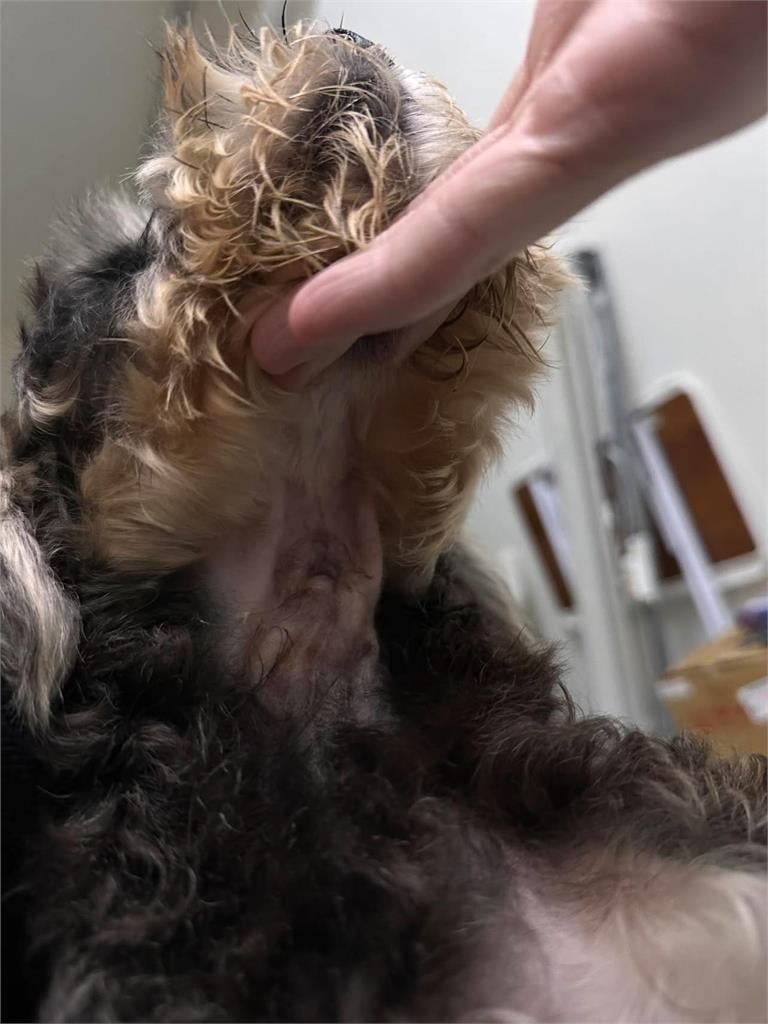 米可白639字怒斥苗栗虐犬案!痛批「割聲帶竟不算虐待」:制度破洞