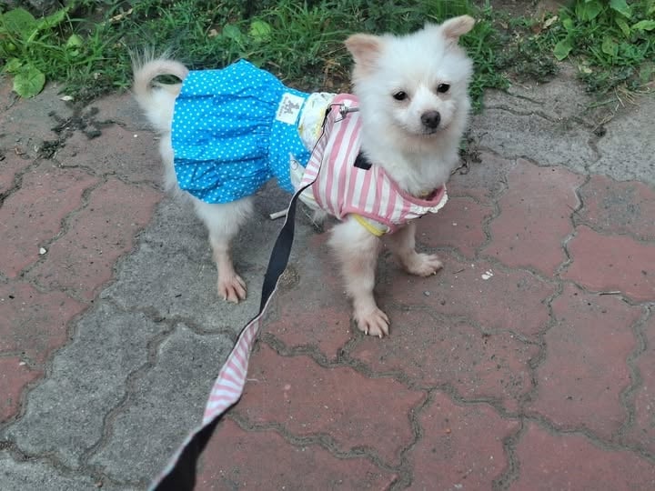 米可白639字怒斥苗栗虐犬案!痛批「割聲帶竟不算虐待」:制度破洞