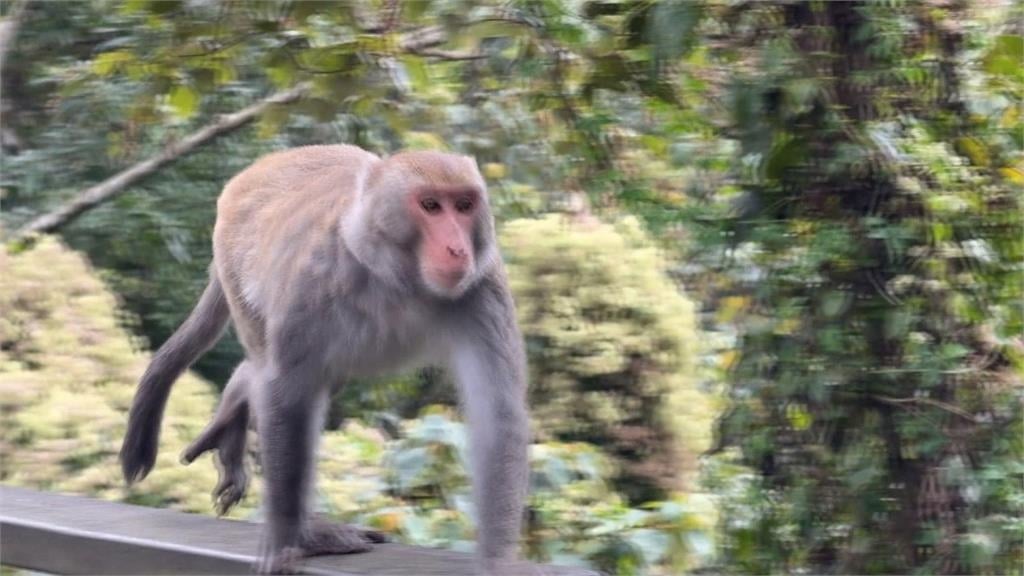 日月潭環湖步道猴群出沒不怕人 專家:建議保持安全距離