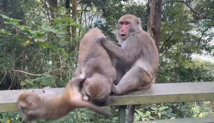 日月潭環湖步道猴群出沒不怕人 專家:建議保持安全距離