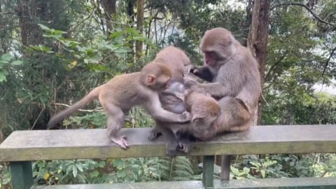 日月潭環湖步道猴群出沒不怕人 專家:建議保持安全距離