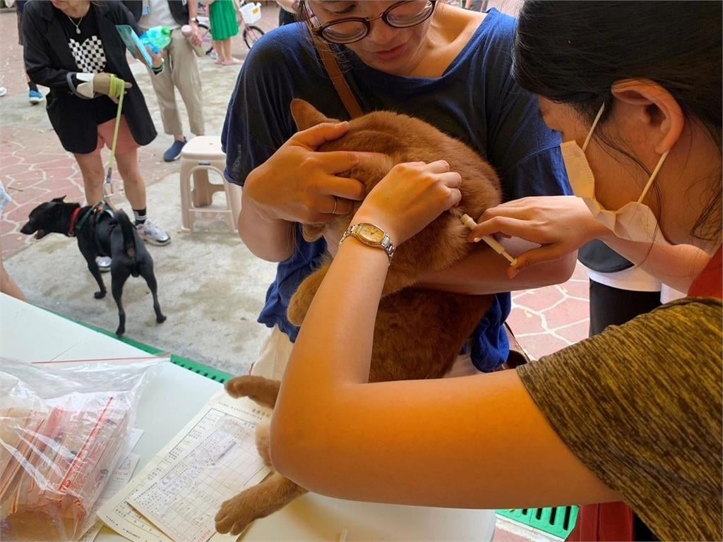 快新聞/貓狗主人快看!明年起強制要求寵物登記、植入晶片 罰款金額曝光