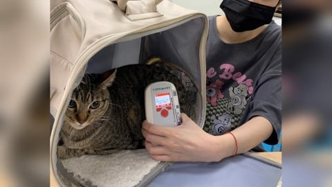 貓狗主人快看!明年起強制要求寵物登記、植入晶片 罰款金額曝光