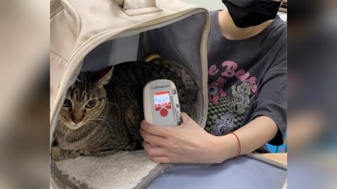 家貓登記緩衝期將屆滿 新北動保處籲飼主盡速完成植晶片