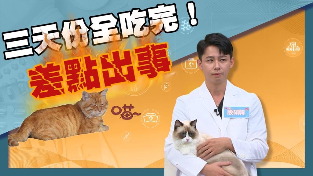 獸醫《醫學大聯盟》揭橘貓「九隻九隻胖」特性！出門「這招」穩定飲食