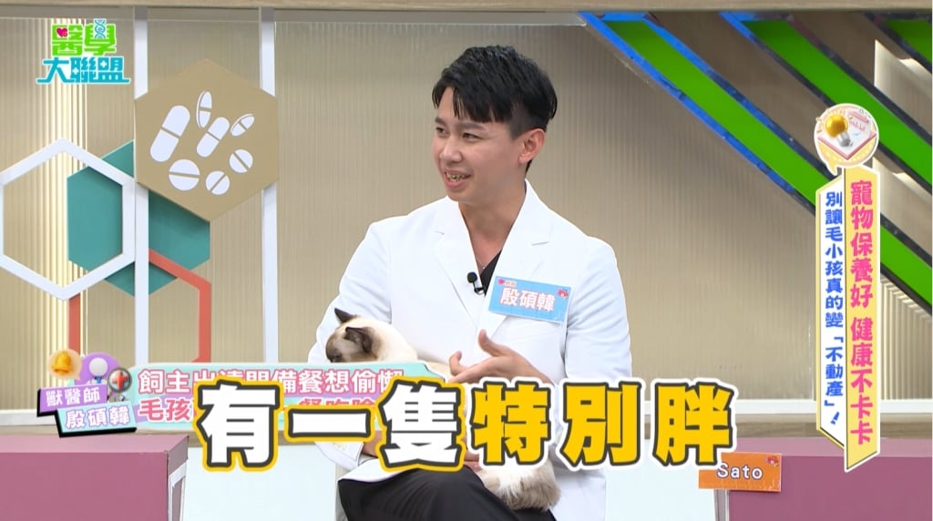 獸醫《醫學大聯盟》揭橘貓「九隻九隻胖」特性!出門「這招」穩定飲食