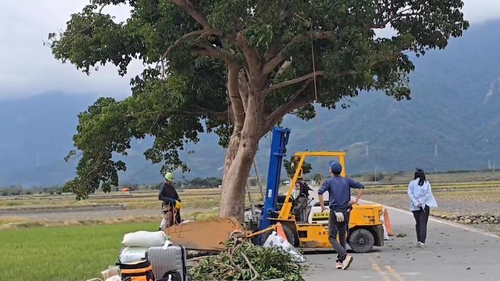 台東「金城武樹」長大好宛如「樹妖姥姥」　專家：偷吃農田肥料