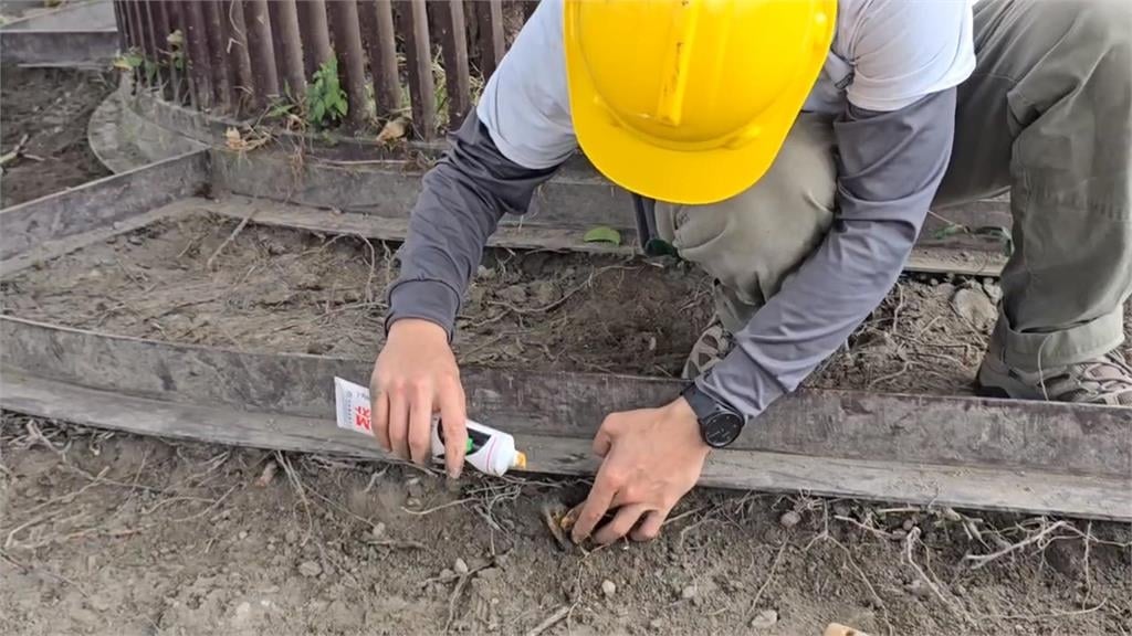 台東「金城武樹」長大好宛如「樹妖姥姥」 專家:偷吃農田肥料