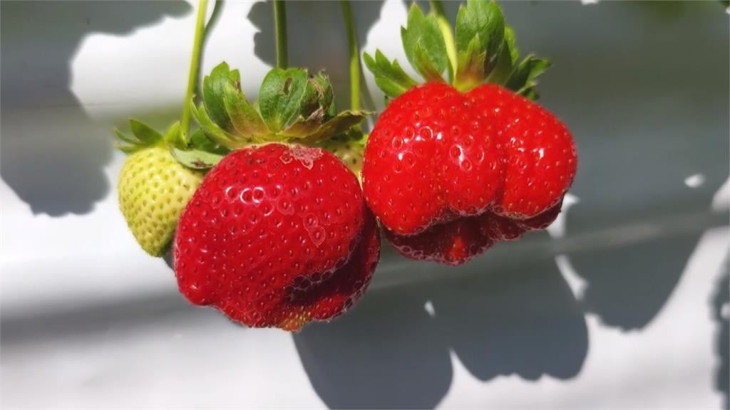 大湖草莓季開跑！　各種草莓商品滿足草莓控味蕾