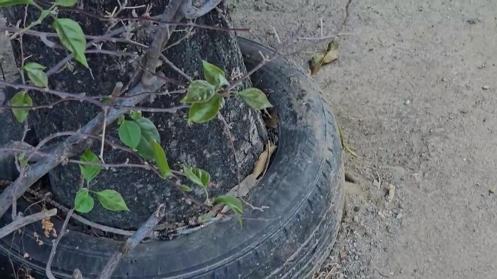 怎麼套的？台中有輪胎包圍2棵芒果樹　屋主親自解密