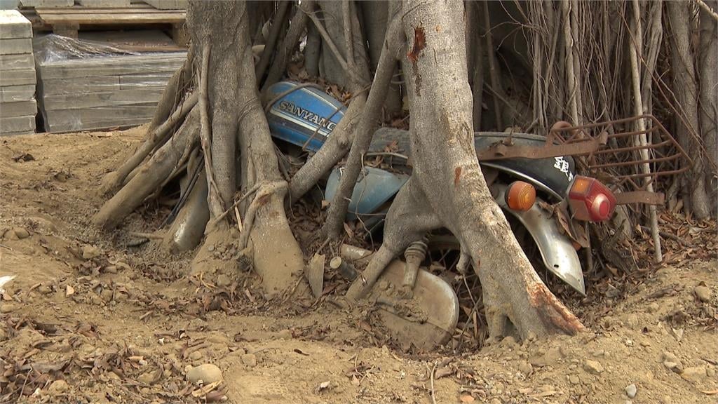 怎麼套的?台中有輪胎包圍2棵芒果樹 屋主親自解密