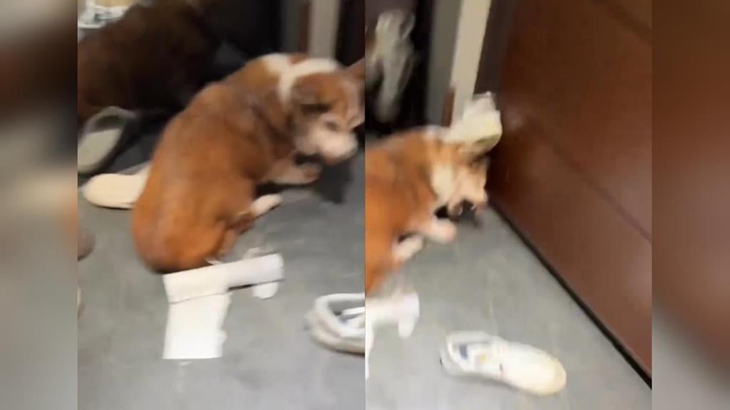 柯基遭手搖店老闆「揮棍喊去S」！網氣爛檢舉「議員怒出手1事」他慘了