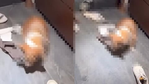 新/手搖店老闆「虐打年邁柯基」怒喊去S!犬隻下落曝光、動保處出手飼主GG了