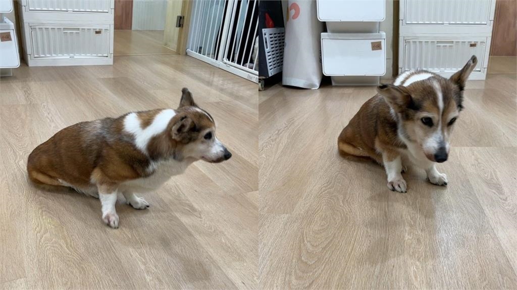 15歲失智柯基遭手搖飲老闆暴打!檢查結果出爐…立委曝「牙醫配偶接續照護」