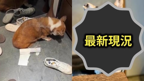 15歲失智柯基遭手搖飲老闆暴打!檢查結果出爐…立委曝「牙醫配偶接續照護」