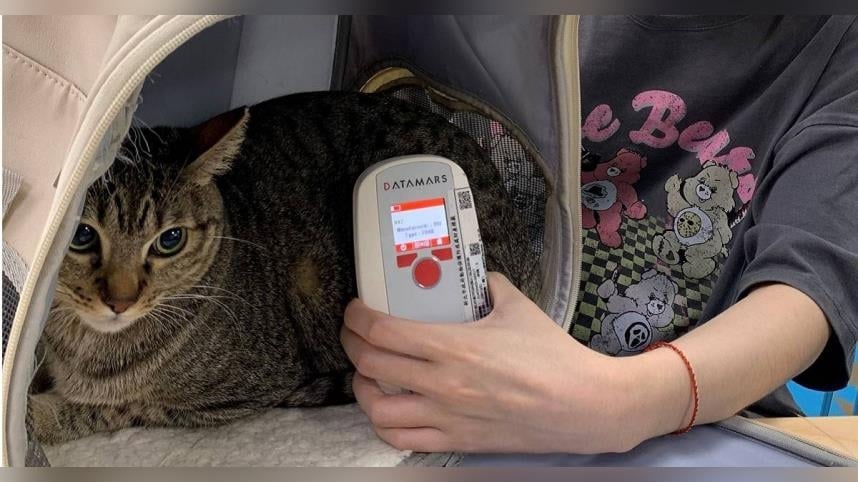 保障毛寶貝安全！　明年起家貓「未植入晶片登記」最高罰1.5萬元