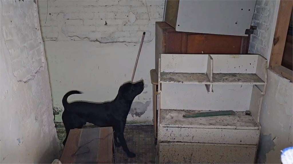 「嗅出生命」! 基隆特搜隊2搜救犬通過國際認證