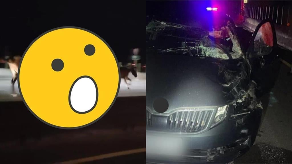 台61驚現「2馬狂飆」1匹遭撞飛倒地亡　競速畫面曝光網歪樓：已超速！